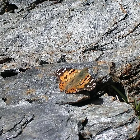 Alpenblick Apartmán *