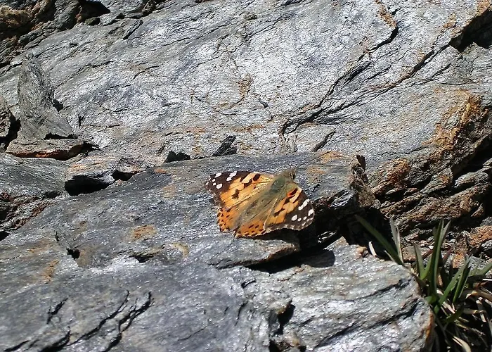 Alpenblick Apartment *